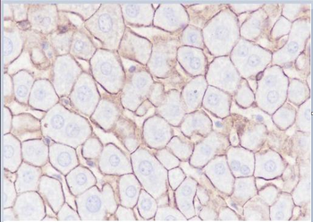 N Cadherin Recombinant Rabbit Monoclonal Antibody