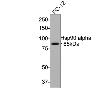 Hsp90 alpha Recombinant Rabbit Monoclonal Antibody