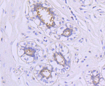 Hsp90 alpha Recombinant Rabbit Monoclonal Antibody
