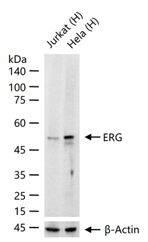 ERG Recombinant Rabbit Monoclonal Antibody