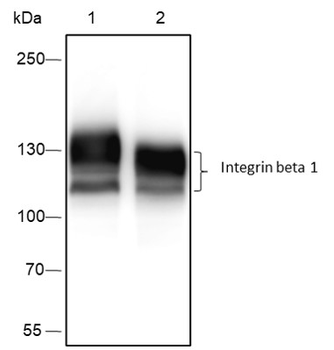 Integrin beta 1 Recombinant Rabbit Monoclonal Antibody