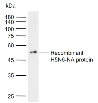 H5N6-NA Mouse Monoclonal Antibody