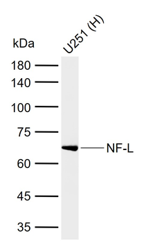NF-L Mouse Monoclonal Antibody