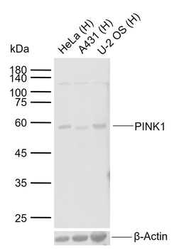 PINK1 Rabbit Polyclonal Antibody
