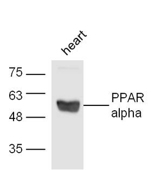 PPAR alpha Rabbit Polyclonal Antibody