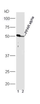 PPAR alpha Rabbit Polyclonal Antibody