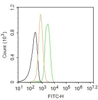 APAF1 (NT) Rabbit Polyclonal Antibody (FITC)