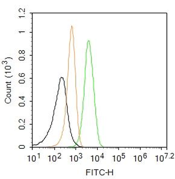 APAF1 (NT) Rabbit Polyclonal Antibody (FITC)
