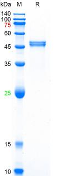 Recombinant HPV16 E6 protein, DsbC & His
