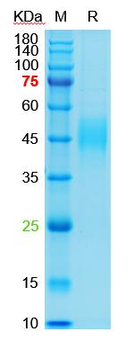 Recombinant human CD19 protein, C-His (HEK293)
