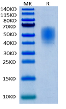 Recombinant mouse HAVCR2 protein, C-His (HEK293)