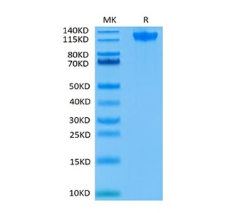 Recombinant human Semaphorin 4D / CD100 protein, C-His-Avi (HEK293)