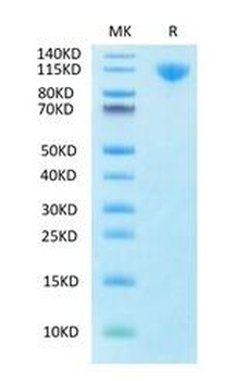 Recombinant human P-Selectin, C-His-Avi (HEK293)