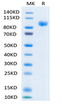 Recombinant human ErbB3 / Her3 protein, C-His-Avi (HEK293)