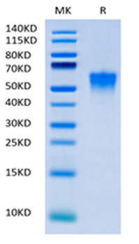 Recombinant human CD38 protein, C-His (HEK293)