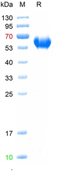 Recombinant SARS-Cov-2 Spike RBD protein, C-mFc (HEK293)