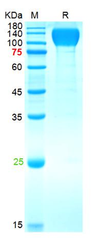 Recombinant SARS-Cov-2 Spike S1 protein, His & Avi (HEK293)