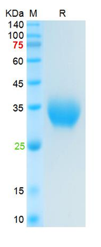 Recombinant SARS-Cov-2 Spike RBD protein, His & Avi (HEK293)