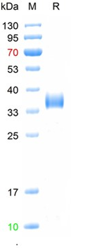 Recombinant MPXV/B6R protein, C-His (HEK293)