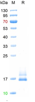 Recombinant MPXV/A35R protein, C-His (HEK293)