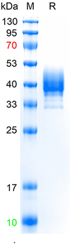 Recombinant MPXV/E8L protein, C-His (HEK293)