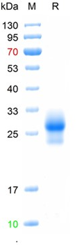 Recombinant Human Thy-1 protein, C-His (HEK293)