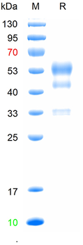 Recombinant Mouse Thy-1 protein, C-mFc (HEK293)