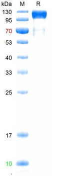 Recombinant human VEGFR3 protein, C-His (HEK293)