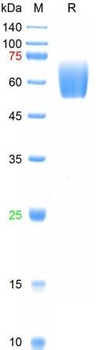 Recombinant human TGFBR2 protein, hFc & His (HEK293)