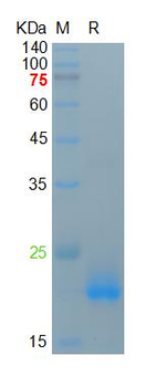 Recombinant human IL-4 protein, His (HEK293)