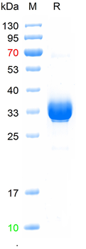 Recombinant human GRP protein, C-hFc (HEK293)