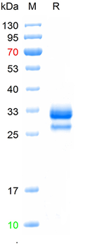 Recombinant human Noggin protein (HEK293)