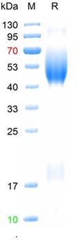 Recombinant human MUC16 Protein, C-His-Avi (HEK293)