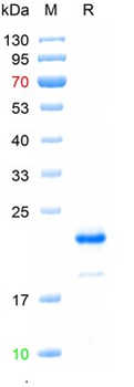 Recombinant mouse IL-10 protein, N-His (HEK293)