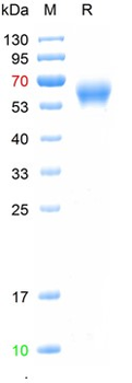 Recombinant Rhe. monkey AMH protein, C-his (HEK293)