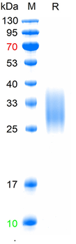 Recombinant human PTH1 Receptor protein, C-His (HEK293)