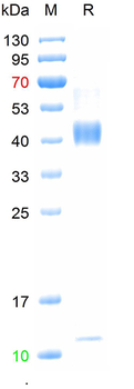 Recombinant human TGF Beta 1 protein,N-His (HEK293)