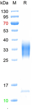 Recombinant human IL-13 protein, C-His (HEK293)