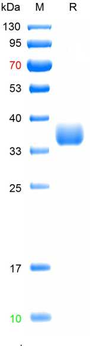 Recombinant SARS-Cov-2 (Omicron, B.1.1.529) Spike RBD protein (G339D, S371L, S373P, S375F, S477N, T478K, E484A, Q493R, G496S, Q498R, N501Y, Y505H), C-His (HEK293)