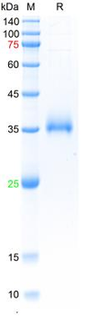 Recombinant SARS-Cov-2 Spike RBD protein (R346K, E484K, N501Y), His (HEK293)