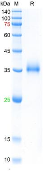 Recombinant SARS-Cov-2 Spike RBD protein (Y449H, E484K ,N501Y), His (HEK293)