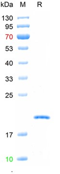Recombinant human IL-10 protein, C-His (HEK293)
