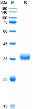 Recombinant SARS-Cov-2 Spike RBD protein (L452Q, F490S), His (HEK293)