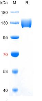 Recombinant human ACE2 protein, hFc (HEK293)