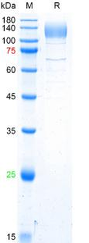 Recombinant SARS-Cov-2 Spike S1 protein (L18F, T20N, P26S, D138Y, R190S, K417T, E484K, N501Y, D614G, H655Y), His (HEK293)