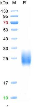 Recombinant human IL-3 protein, His (HEK293)