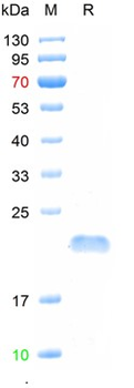 Recombinant human TNFSF13B protein, His (HEK293)