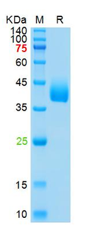 Recombinant human Azurocidin, His (HEK293)