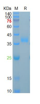 Recombinant human Azurocidin, His (HEK293)