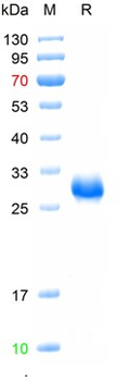 Recombinant human TIMP-1 protein, His (HEK293)